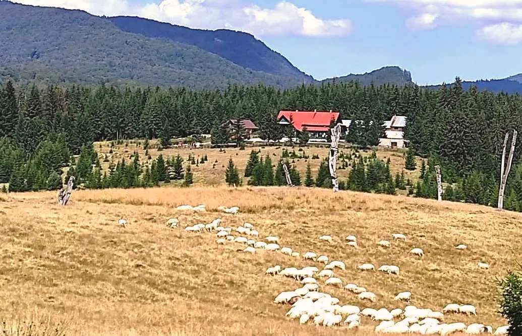 Transhumanță în peisaj maramureșean... la Izvoare, foto de Nelia Daniela Dîncu Transhumanță în peisaj maramureșean… la Izvoare, foto de Nelia Daniela Dîncu