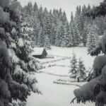 Brazii vieții, foto de Andrei Brazii vieții, foto de Andrei