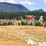 Transhumanță în peisaj maramureșean... la Izvoare, foto de Nelia Daniela Dîncu Transhumanță în peisaj maramureșean… la Izvoare, foto de Nelia Daniela Dîncu