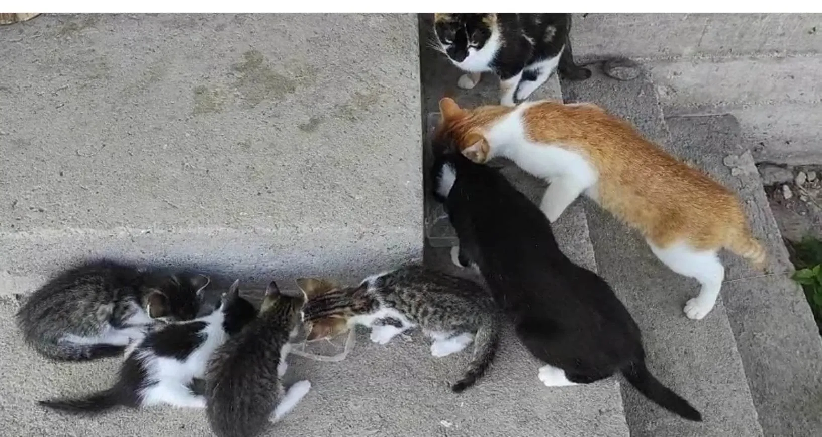 Familia lui Mitzi Familia lui Mitzi